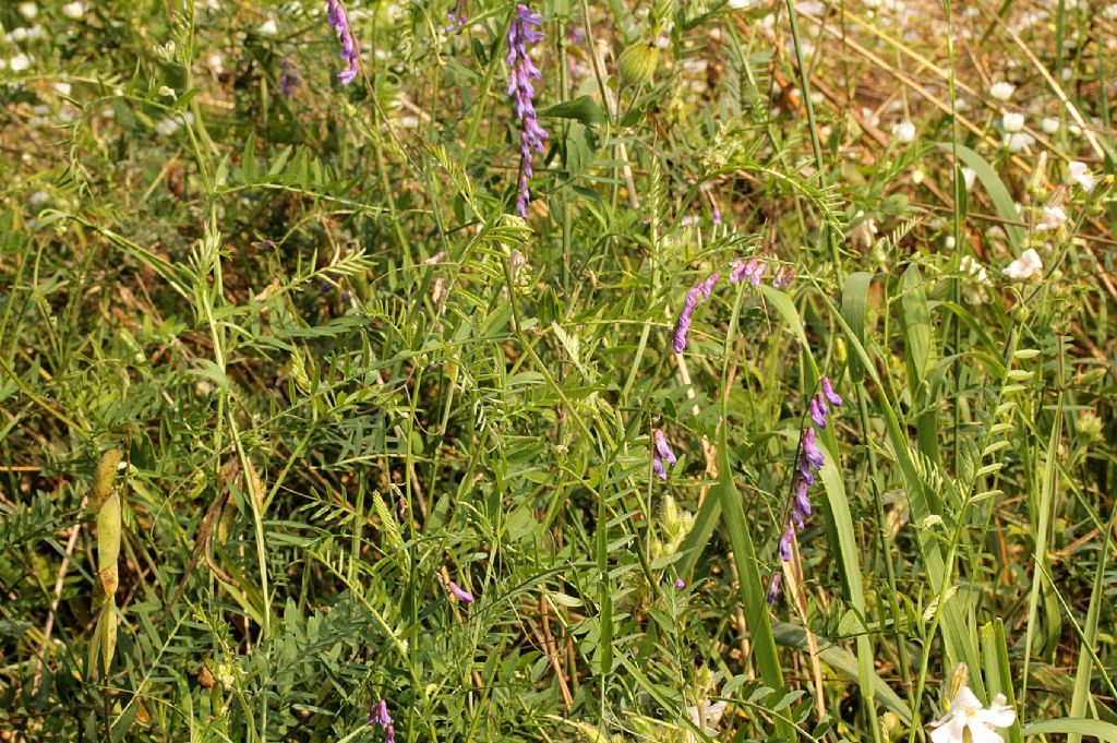 Vicia cracca e Vicia villosa